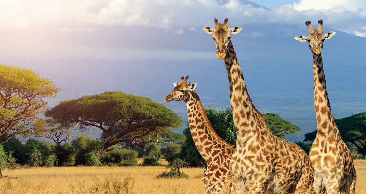 
キリンのいるケニアの野生生物保護公園の風景